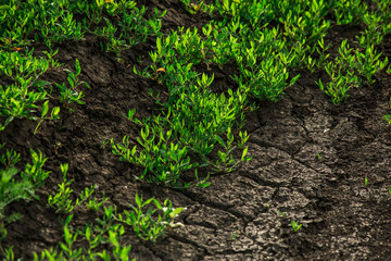 green grass on dry cracked ground