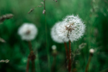 dandelions on a green background