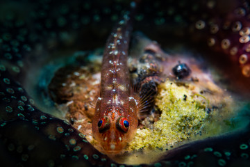 Fish with eggs