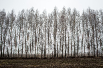 row of trees along the road