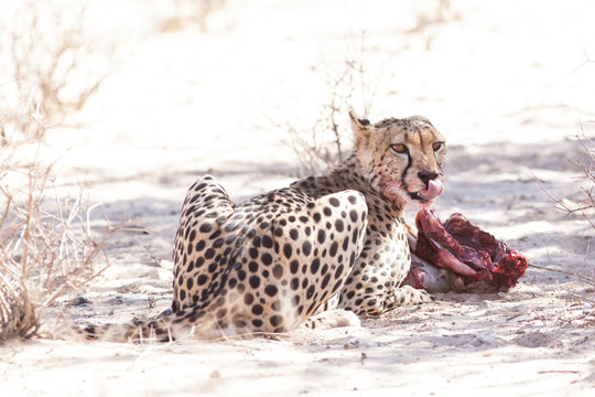 Cheetah feeding on a kill, Kgalagadi Transfrontier Park, South Africa