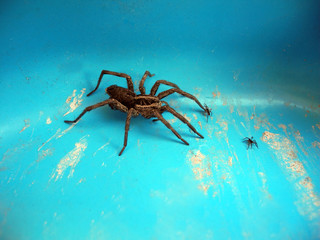 Big spider is creating small spiders