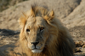Botswana Moremi 1986 Lion Löwe Africa Afrika 