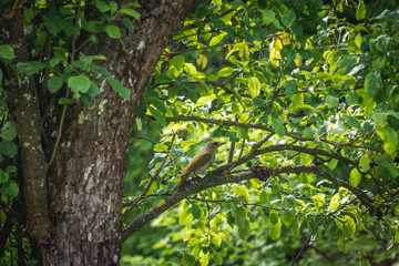 Green woodpecker bird on a tree in Dzhuryn river valley, Ukraine