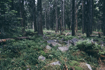 North scandinavian pine forest, Sweden natural travel outdoors vintage hipster background
