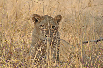 Uganda Queen Elizabeth 1993 Lion Löwe Africa Afrika 