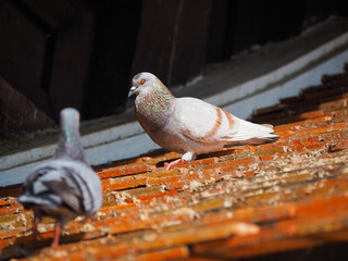 Pigeon or dove bird standing on the roof