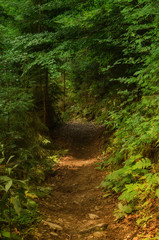 Fototapeta premium Summer green forest with path, natural outdoor seasonal background.