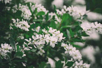 White flowers blossoming in spring time, natural vintage background