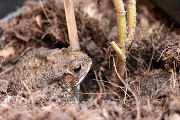 Toad buried in the soil. it is a tailless amphibian with a short stout body and short legs, typically having dry warty skin that can exude poison.