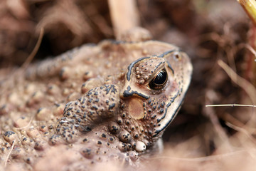Toad buried in the soil. it is a tailless amphibian with a short stout body and short legs, typically having dry warty skin that can exude poison.