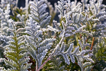 Background of frozen plant covered with morning hoarfrost or rime.