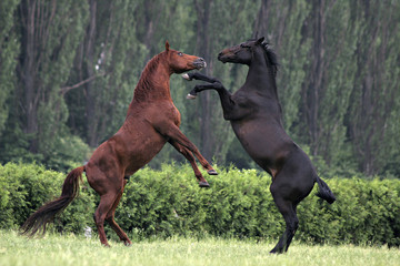 horses play with each other