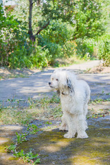 White fluffy dog in the street on a summer sunny afternoon in the shade of trees.