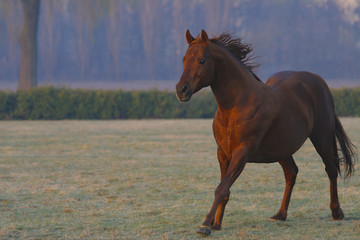 red horse galloping at dawn
