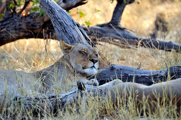 Botswana Savuti 2016 Lion Löwe Africa Afrika 
