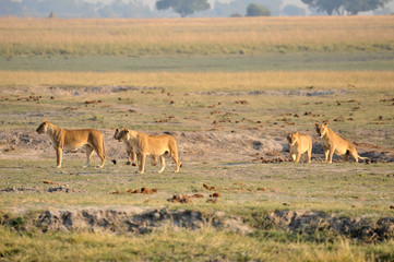 Botswana Chobe 2016 Lion Löwe Africa Afrika 