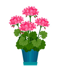 Geranium houseplant in flower pot - obrazy, fototapety, plakaty
