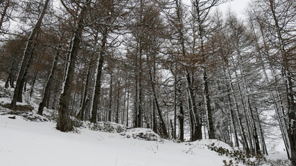 Neve fresca nel bosco di montagna
