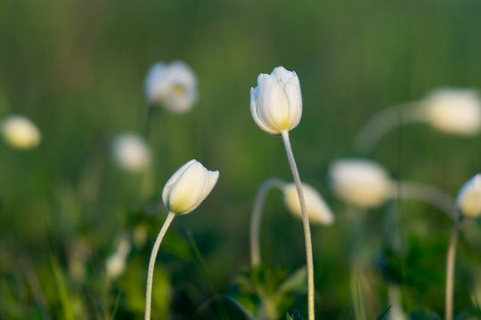 Field white flowers