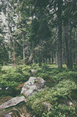 North scandinavian pine forest, Sweden natural travel outdoors vintage hipster background