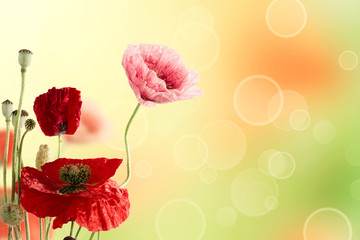 Abstract natural summer or spring floral background with bunch of red and pink poppy flowers with copy space