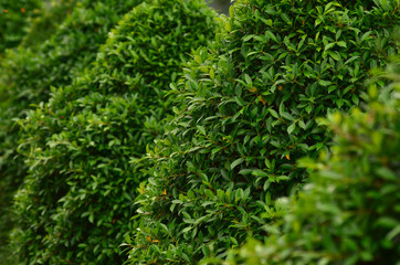 Fototapeta premium leaves nature background