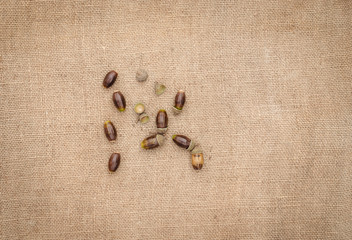 acorns on a brown background