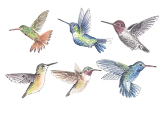 Fotobehang Kolibrie Set van 6 kolibries