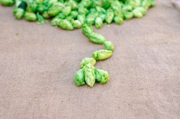 fresh hops, background