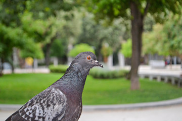 Grey pigeon in the city park