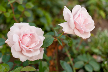 Two beautiful pink roses on blurred green background.