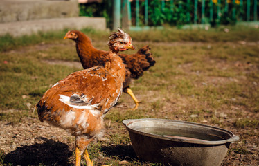 chickens in the courtyard
