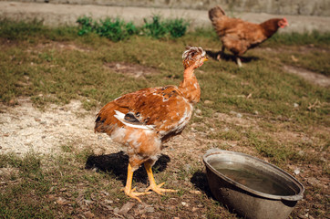 chickens in the courtyard
