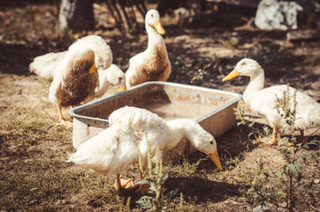Ducks in the courtyard