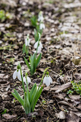 The first spring flower blooming in the garden, snowball. Shallow depth of focus. Concept seasons.