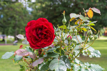 Naklejka premium red roses in garden