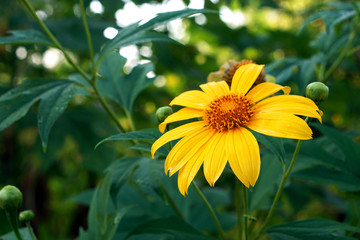 Closeup Tree marigold flower (Tithonia diversifolia).