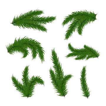 Vector Christmas tree branches set  for decoration. Spruce branches of different shapes.