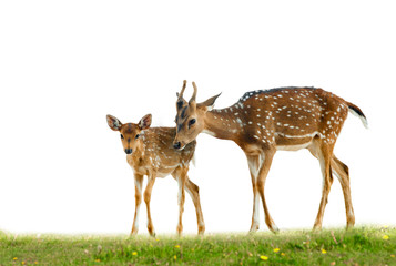 Young axis deers