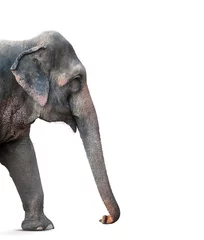 Papier Peint Lavable Éléphant Elephant steps forward isolated