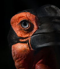 Southern ground Hornbill © Mari_art