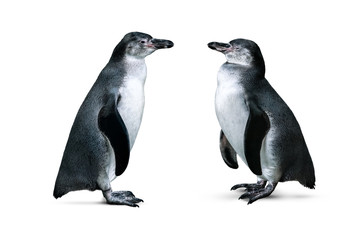 African penguins isolated