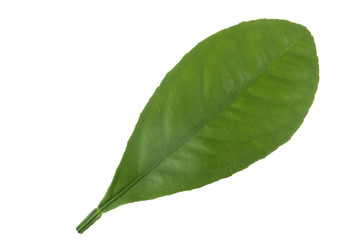 Fototapeta premium leaf of orange isolated