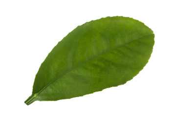 Fototapeta premium leaf of orange isolated