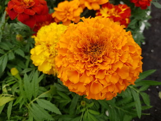 chrysanthemum