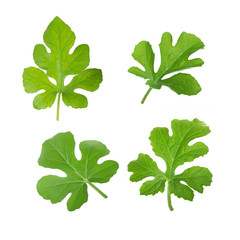 leaves of watermelon isolated
