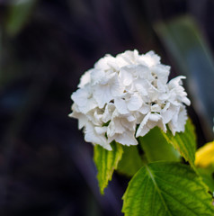 White Hydrangea flower and close up photography. Macro photo of a white Hydrangea flowers with shallow depth of field. white Hydrangea flower garden