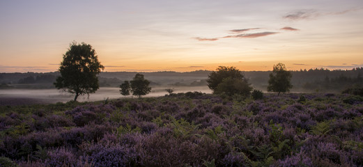 Fototapeta premium A misty morning at Mogshade in the New Forest.