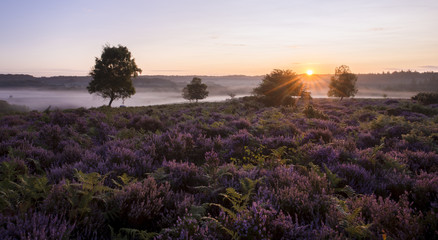 A misty morning at Mogshade in the New Forest.